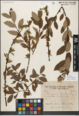 Foto von Salix myrsinifolia Salisb.